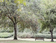 Early Fall, St. James Park