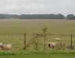 Out To Pasture, Wiltshire