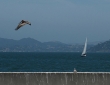 Sailing