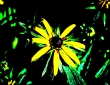 Black Eyed Susan