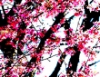 Cherry Blossoms