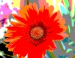 Gerbera