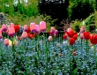 Monet's Tulips