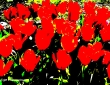 Sunkissed Tulips