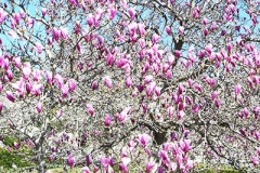 Pink Magnolia