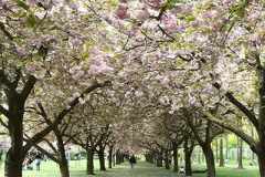  Cherry Walk