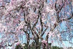 Weeping Cherry