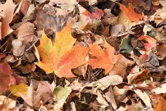 Autumn Leaves