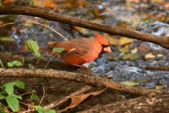 Cardinal