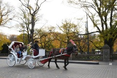 Carriage Ride
