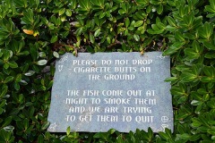 Cigarette Butts