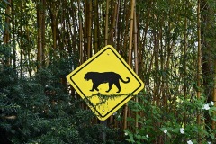 Tiger Crossing