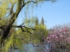 Central Park Spring