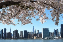 Cherry Blossoms, LIC