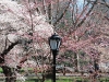 Cherry Blossoms, Central Park