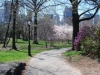 Spring Shadows, Central Park