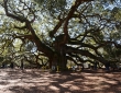 Angel Oak,Charleston