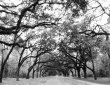 Oak Avenue, Wormslow, Savannah