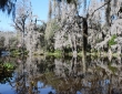 Reflections, Magnolia Gardens, Charleston