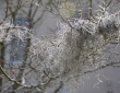 Spanish Moss, Charleston