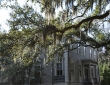 Spanish Moss, Savannah