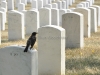 Arlington Cemetery 2011