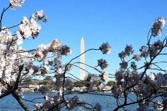 Washington Monument From The Tidal Basin 2024