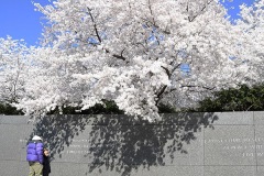  Blossom Shadows 2024