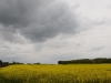 Mustard Fields