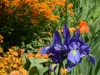 Irises