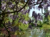 The Pond Through Wisteria