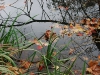 Fall Pond