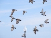 Flock