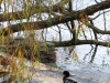 Duck Reflections