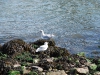 East River Seagulls