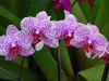 Orchid Family