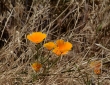 CaliforniaPoppies