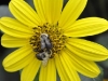 Bees in Motion