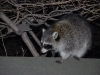 Racoon in Central Park