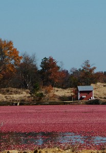 thebogblogshot