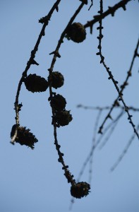 Pinecones