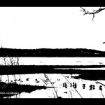 LotsOfLittleDucksWentSwimmingOneDay1