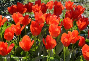 Sunkissed Tulips