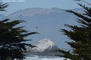 HangGlider