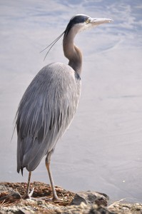 GreatBlueHeron