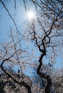 NaturesCalligraphy