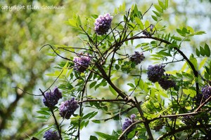 SunshineAndWisteria