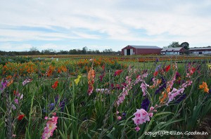 FieldOfDreams