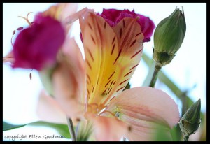 FloralStillLife