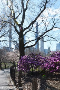 SpringBlossoms